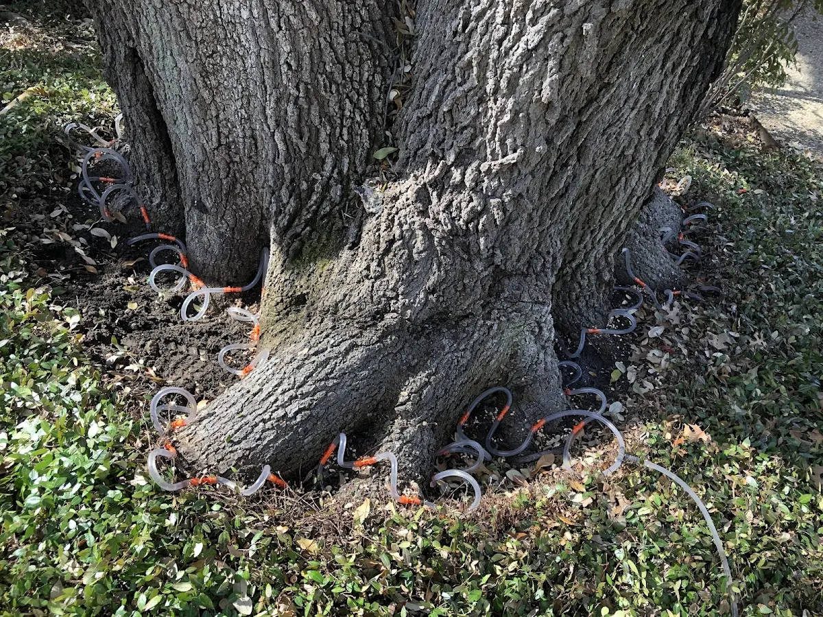 Detailed Tree Cabling and Bracing job site in Prentice