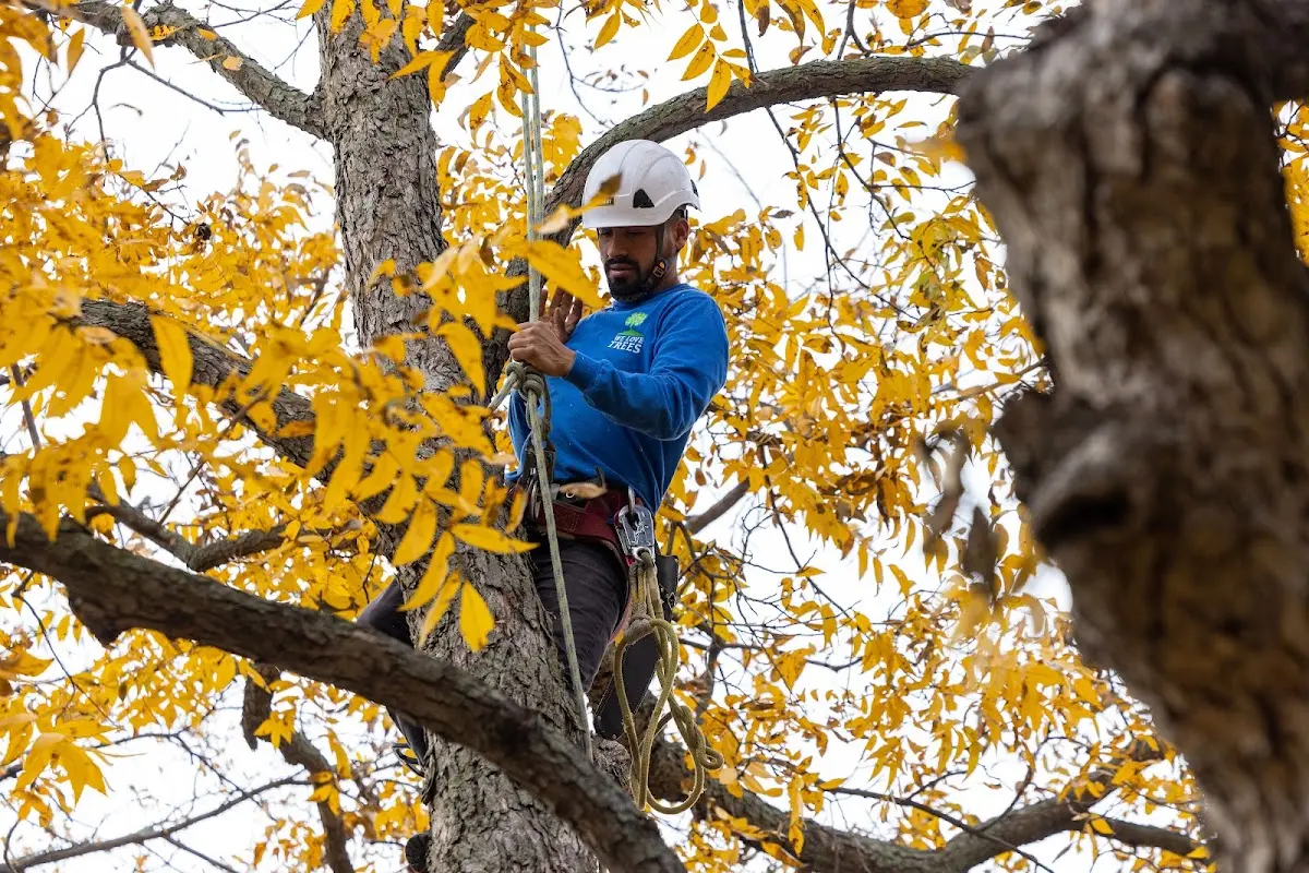 Skilled Dead Tree Removal crew working in Prentice