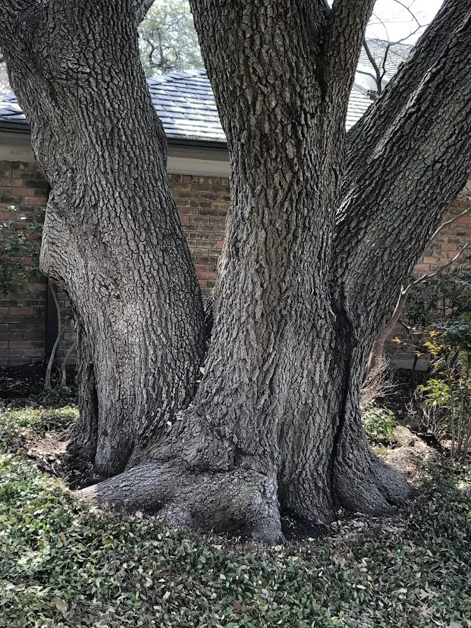 Mature heritage tree close to a Prentice property cared for by certified arborists